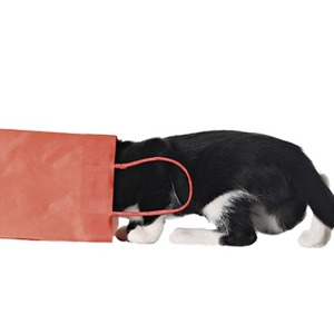 /images/blog/cat in bag.jpg image